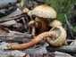 Tüskés tőkegomba (Pholiota squarrosa), Budai-hegység